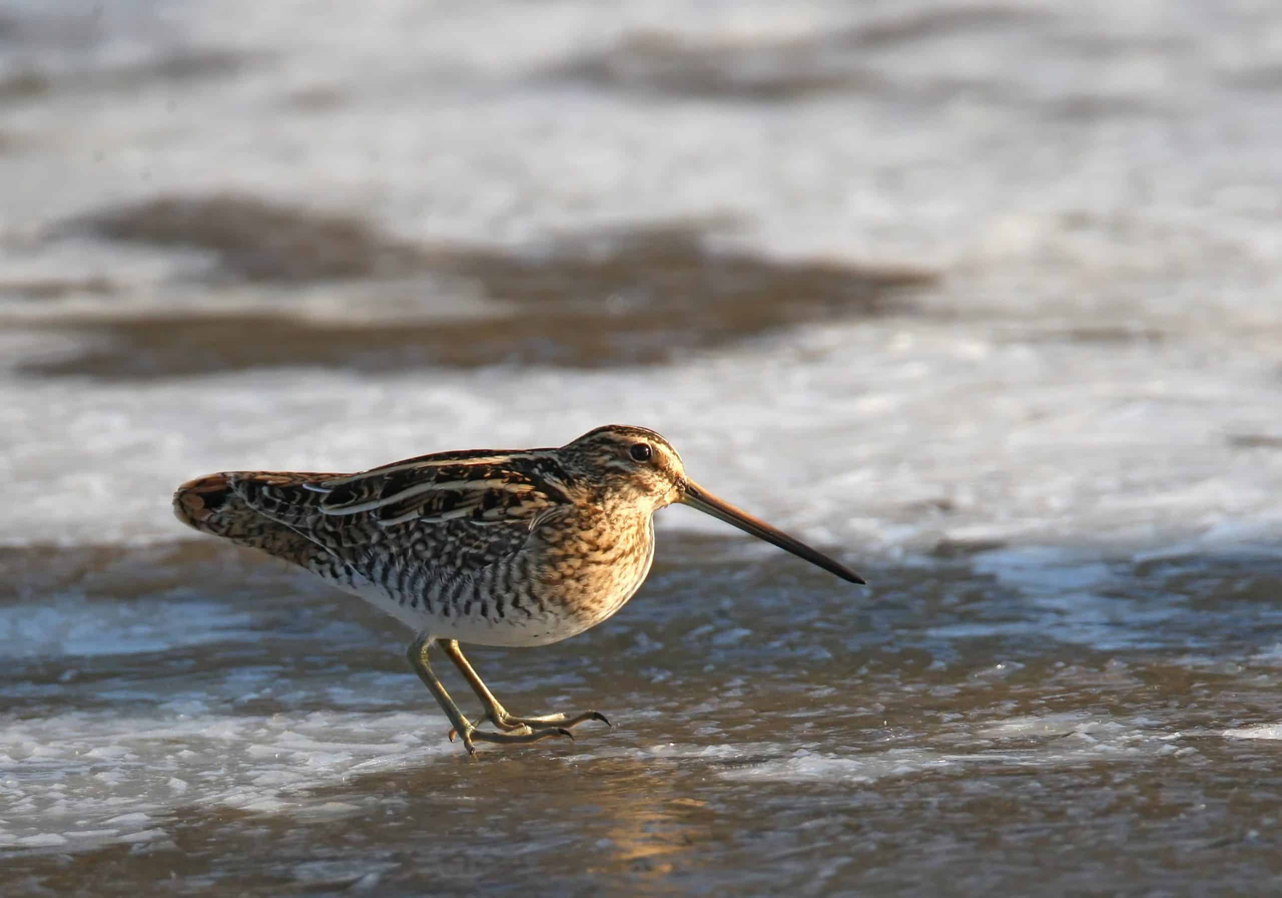 Bécassine des marais