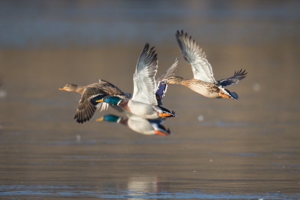 anatidés_dgest_fnc_2021 (17)