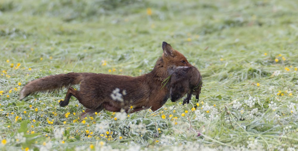 mamm_renard_DGest_fnc20230009