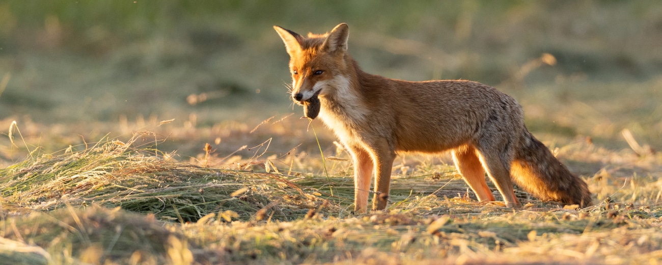 mamm_renard_dgest_fnc20240001