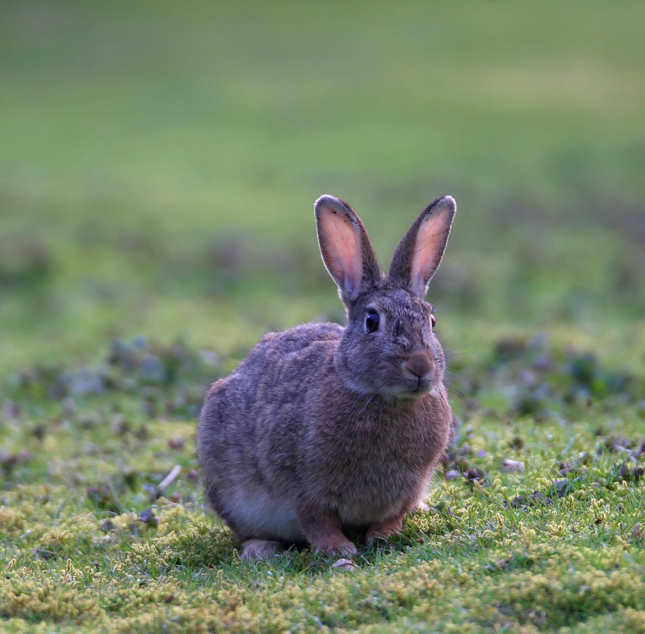 mamm_lapin_dgest_fnc20240020