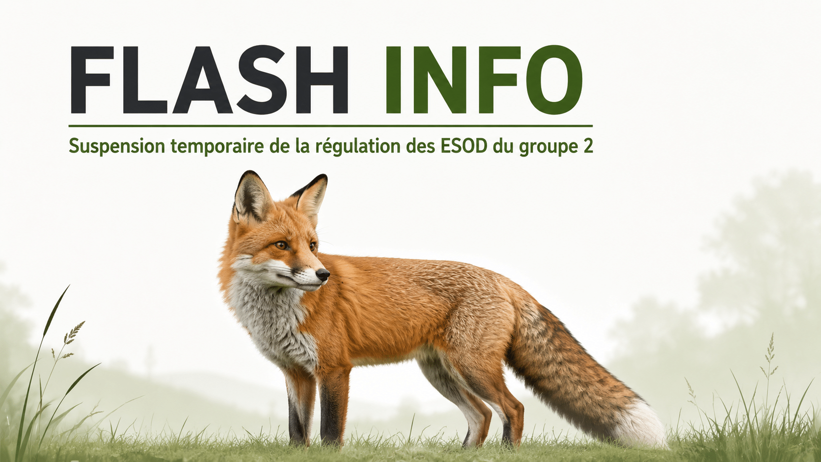 Flash info