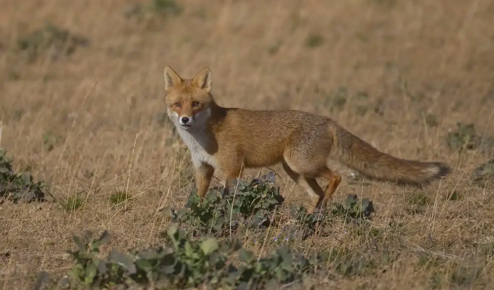 Renard-2-2048x1366.jpg